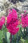 Flowers pink
