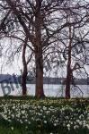 Alberi, erba e fiori accanto fiume