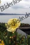 Blume gelb