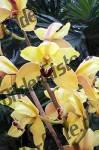 Blume Orchidee