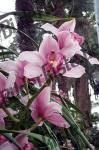 Blume Orchidee