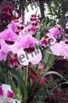 Blumen rosa Blueten