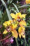 Blume Orchidee