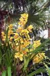 Orchidee gialle