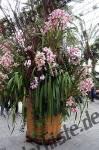 Blumen Orchidee im Topf