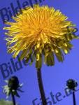 Dandelion blooming