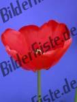 Tulpe 