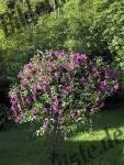 Lilac bush