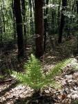 Fern in the forest