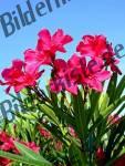 Oleander 