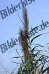 Bilder zum Thema hre anzeigen