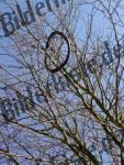 Tire on a tree