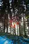 Sonne im Wald