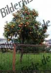 Albero d\'arancia