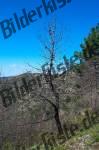 Albero bruciato