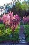 Stairs through a meadow