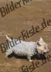 Cane in spiaggia