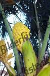 Blossom of a coconut palm tree