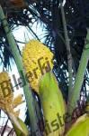 Bilder zum Thema noci di cocco anzeigen