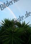 Regenbogen ueber Palme