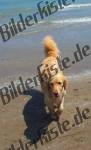 Golden Retriever in spiaggia