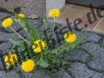 Bilder zum Thema durchbrechen anzeigen