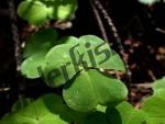 Kleeblatt leider nur drei Bl�tter