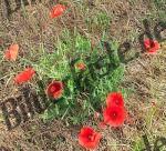 Bilder zum Thema bl�ten anzeigen
