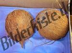 Noce di cocco
