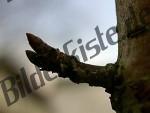 Bilder zum Thema penis anzeigen