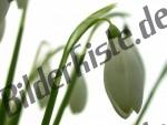 Blumen Schneegloeckchen