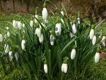 Blumen Schneegloeckchen