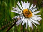 Bilder zum Thema ringelblumen anzeigen