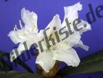 Blume wei�e Orchidee