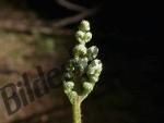 Bilder zum Thema knospen anzeigen