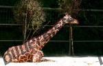 Bilder zum Thema giraffen anzeigen