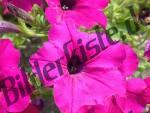 Bluete pink