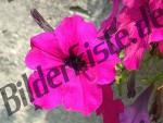 Bluete pink