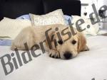 Hundewelpe auf Bett