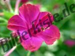 Bluete pink
