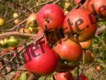 �pfel am Baum