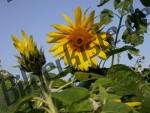 Ge�ffnete und geschlossene Sonnenblumen