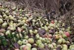 �pfel am Boden