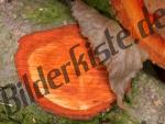 Bilder zum Thema laub anzeigen