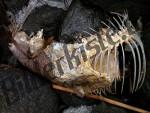 Fischgr�ten 
