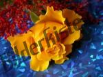 Rose gelb