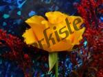 Rose gelb