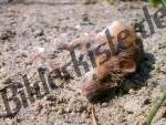 Bilder zum Thema m�use anzeigen