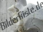 Tiersch�del Z�hne