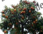 Bilder zum Thema orangenb�ume anzeigen